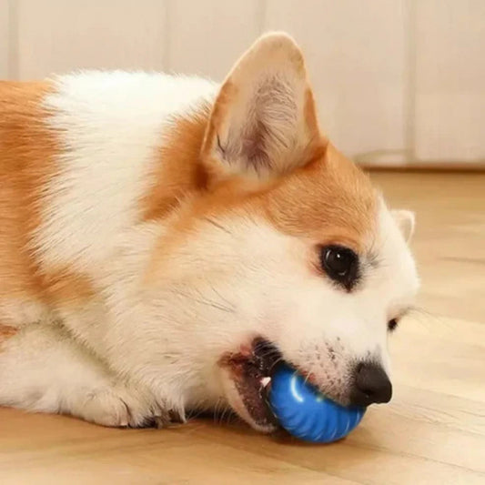 Zoomie Ball ¦ Self-Rolling Smart Dog Toy (USB-C Rechargeable)